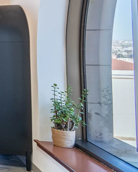 Plant on the lounge windowsill